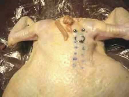 My Piercings: Piercings